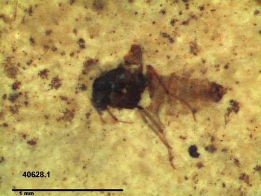 Diptera