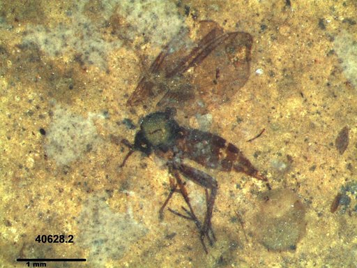 Diptera