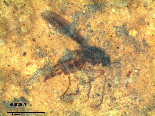 Diptera