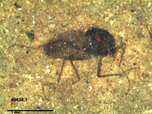 Diptera