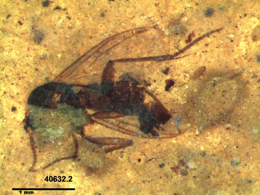 Mycetophilidae