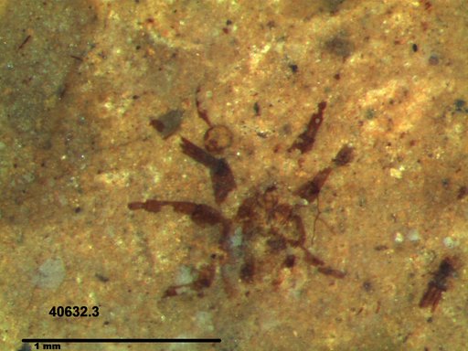 Insecta
