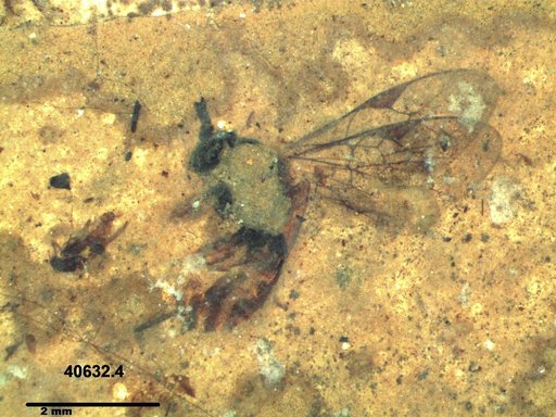 Ichneumonidae