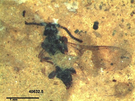 Diapriidae