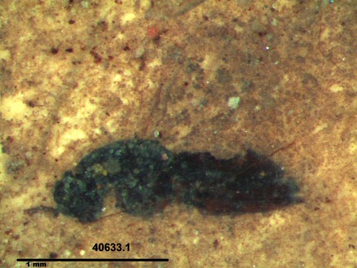 Genus sp