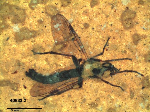 Genus sp