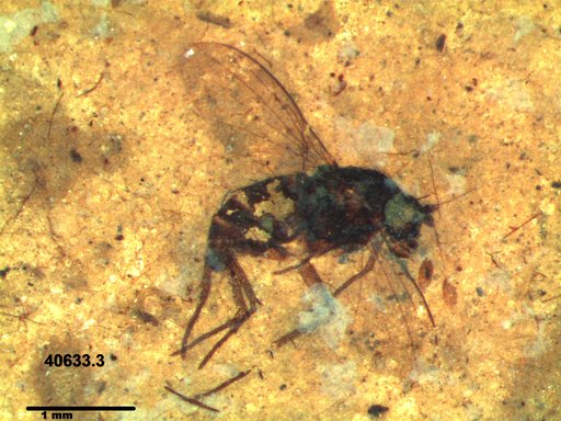 Diptera
