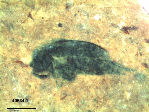 Mordellidae