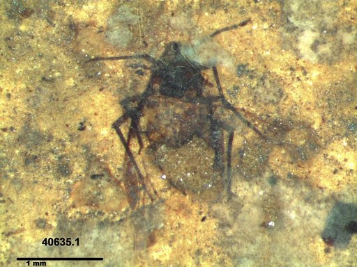 Aphididae