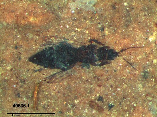 Genus sp