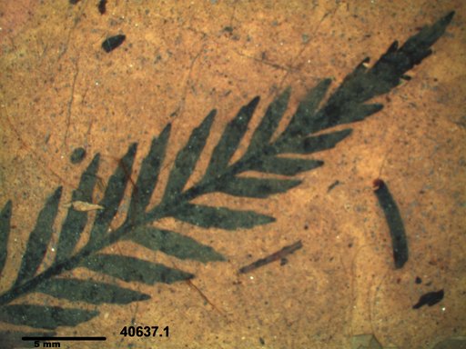Tracheophyta