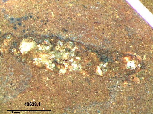 Genus sp