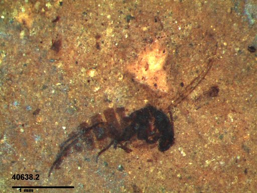 Diptera