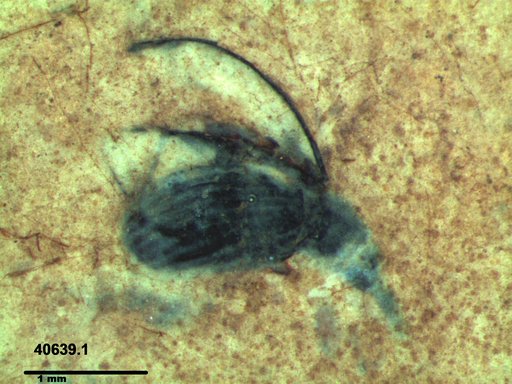 Genus sp