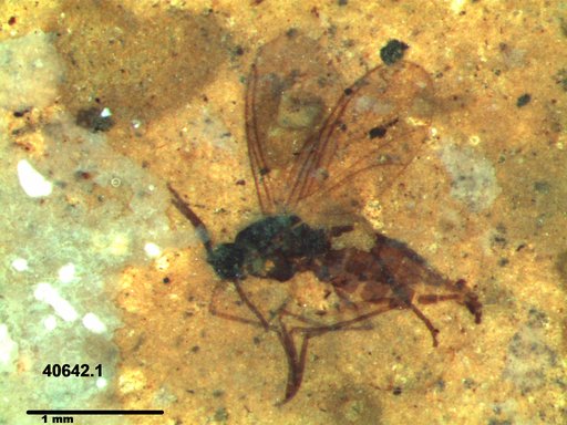 Sciaridae