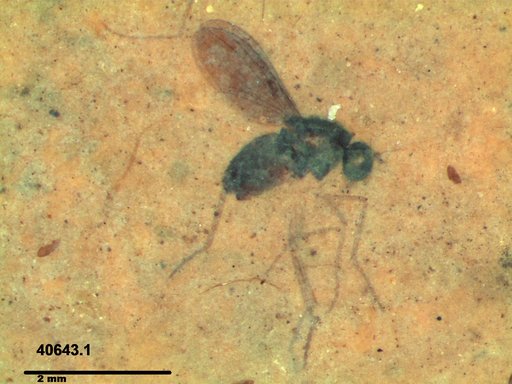 Genus sp.