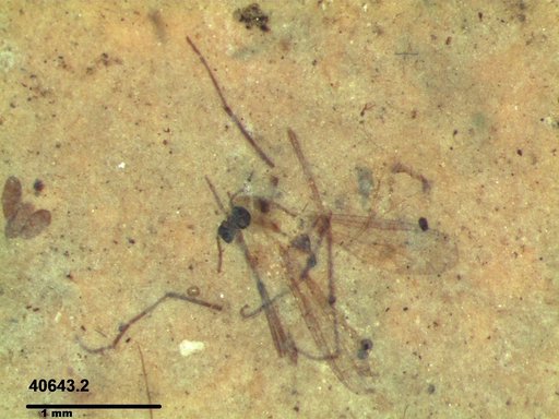 Diptera