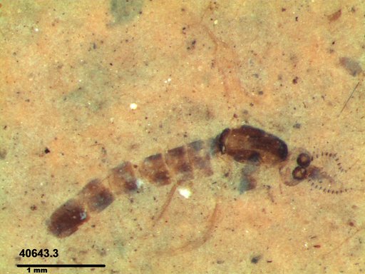 Chaoboridae