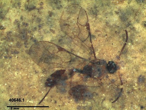 Ichneumonidae