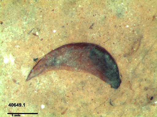 Tracheophyta