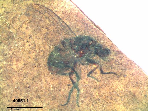 Diptera