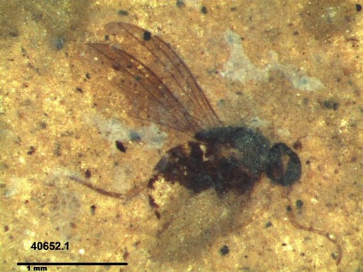 Diptera
