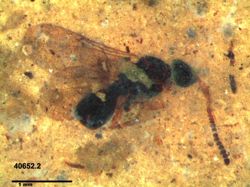Diapriidae