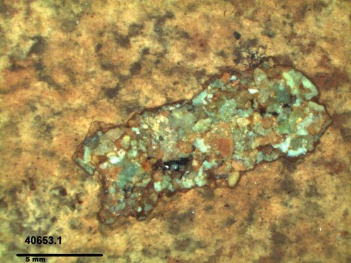 Genus sp