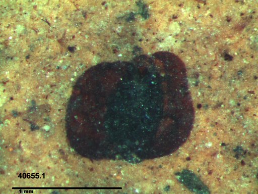 Tracheophyta