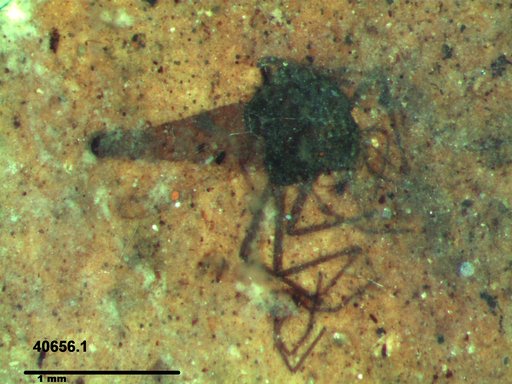 Diptera