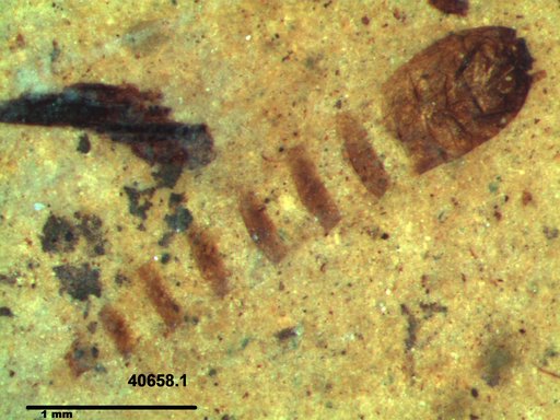 Genus sp