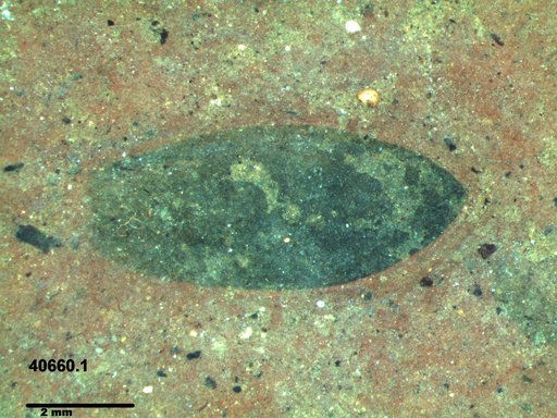 Tracheophyta