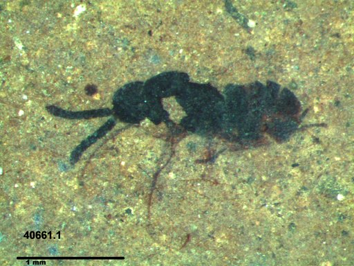 Genus sp