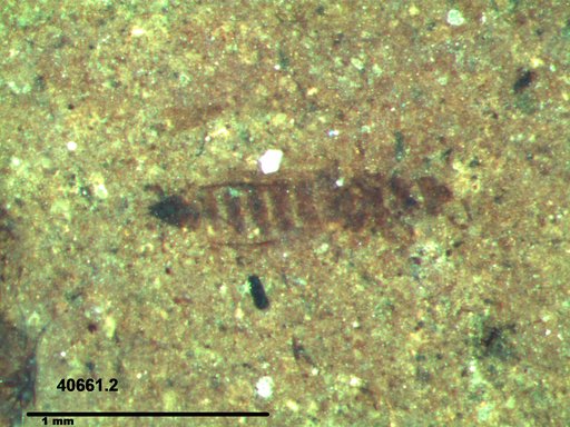 Genus sp
