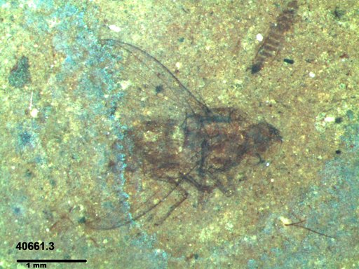 Diptera