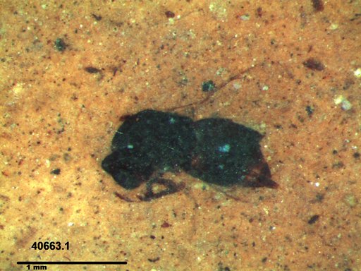 Genus sp