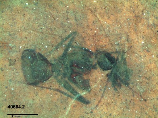 Formicidae