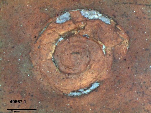 Gastropoda