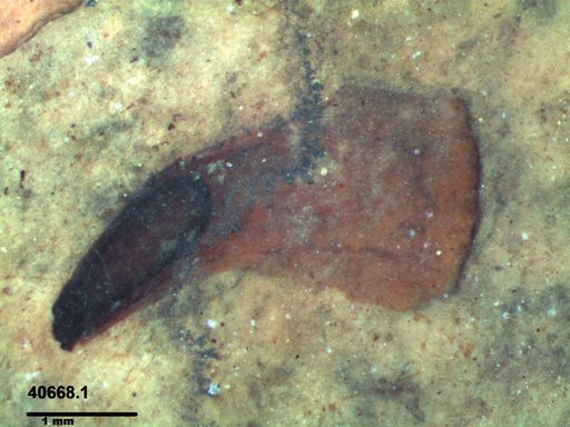 Tracheophyta