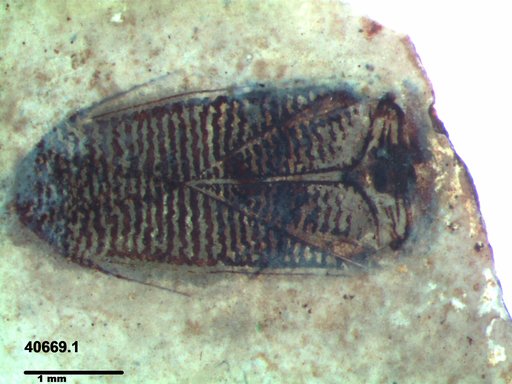 Corixidae