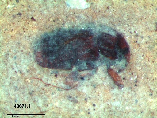 Genus sp