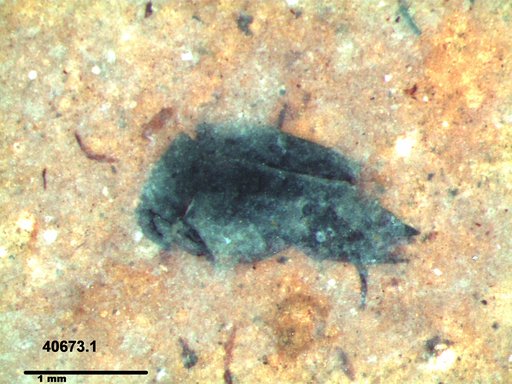 Mordellidae