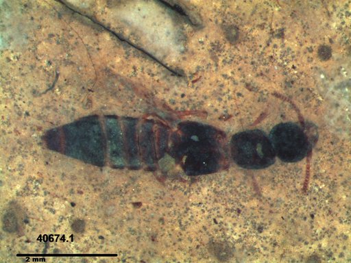 Genus sp