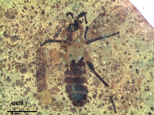 Genus sp