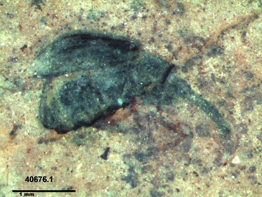 Genus sp