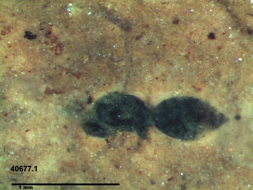 Genus sp