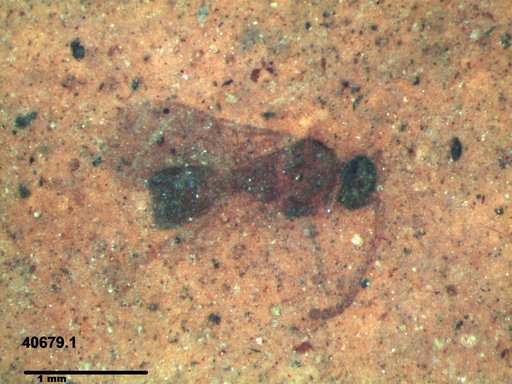 Diapriidae