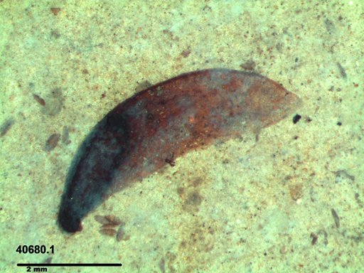 Tracheophyta
