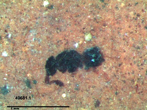 Genus sp