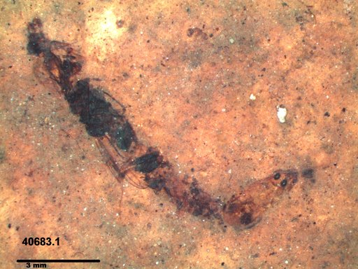 Genus sp